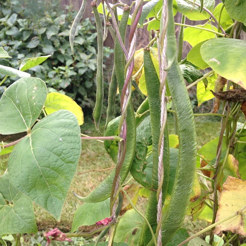 Runner Bean Enorma